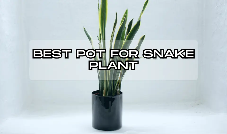 Best Pot For Snake Plant: Our Top Picks And Recommendations!