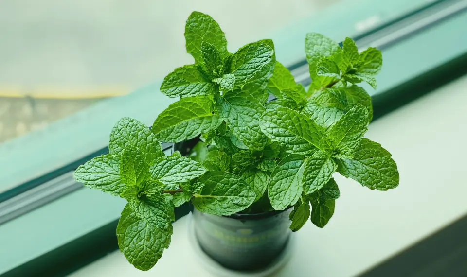 Mint Leaves Turning Brown