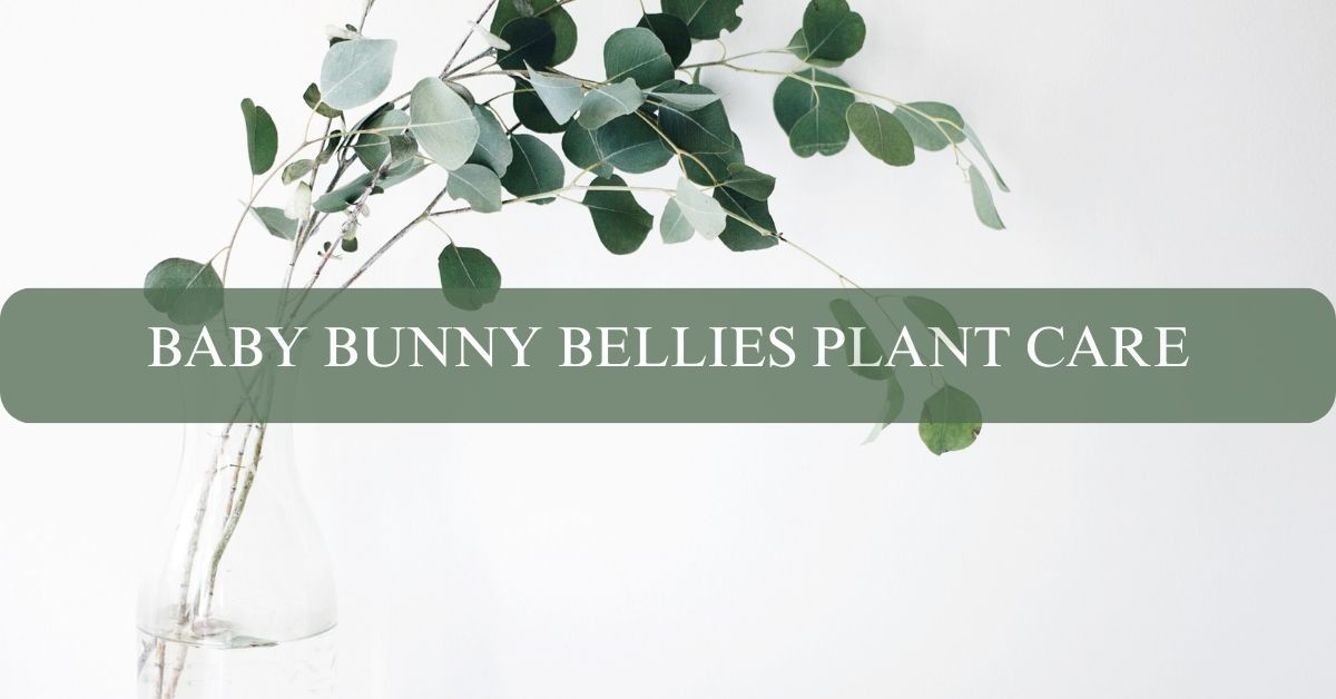 BABY BUNNY BELLIES PLANT CARE
