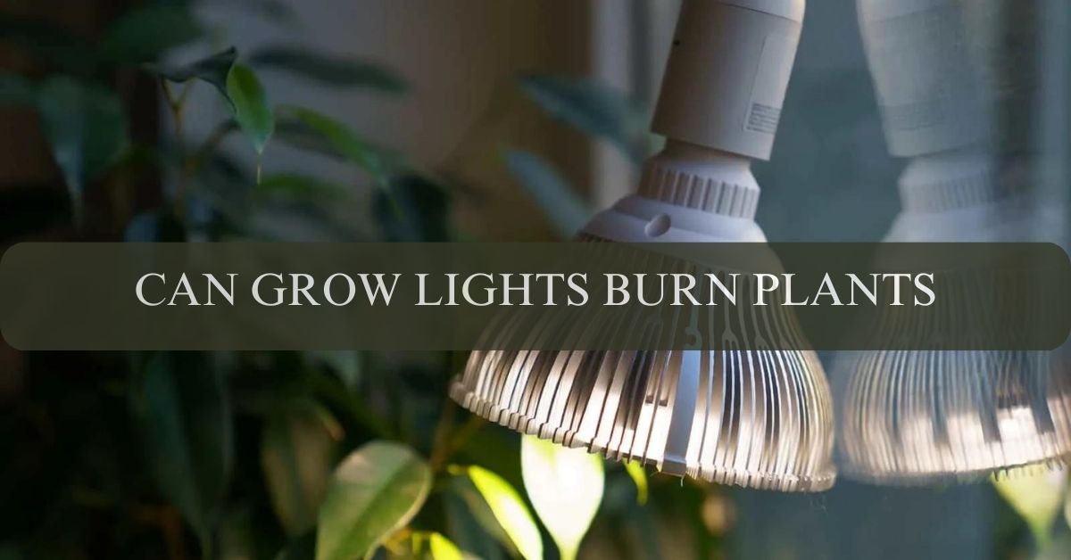 CAN GROW LIGHTS BURN PLANTS