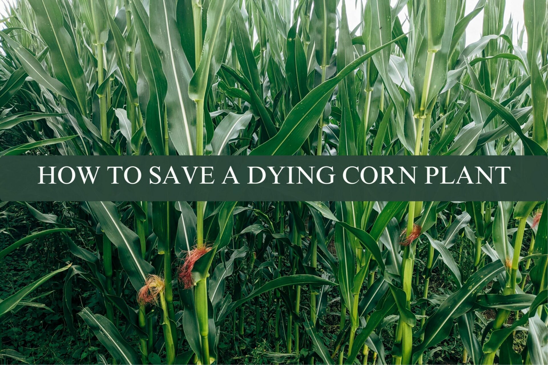 HOW TO SAVE A DYING CORN PLANT