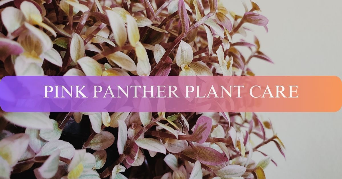 PINK PANTHER PLANT CARE