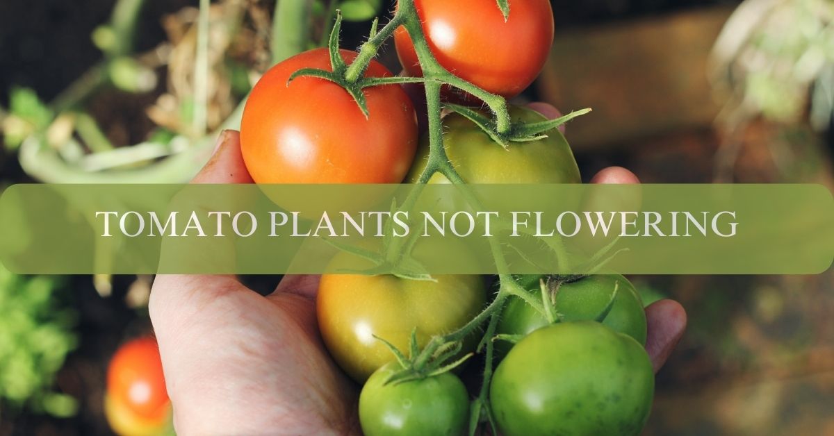 TOMATO PLANTS NOT FLOWERING