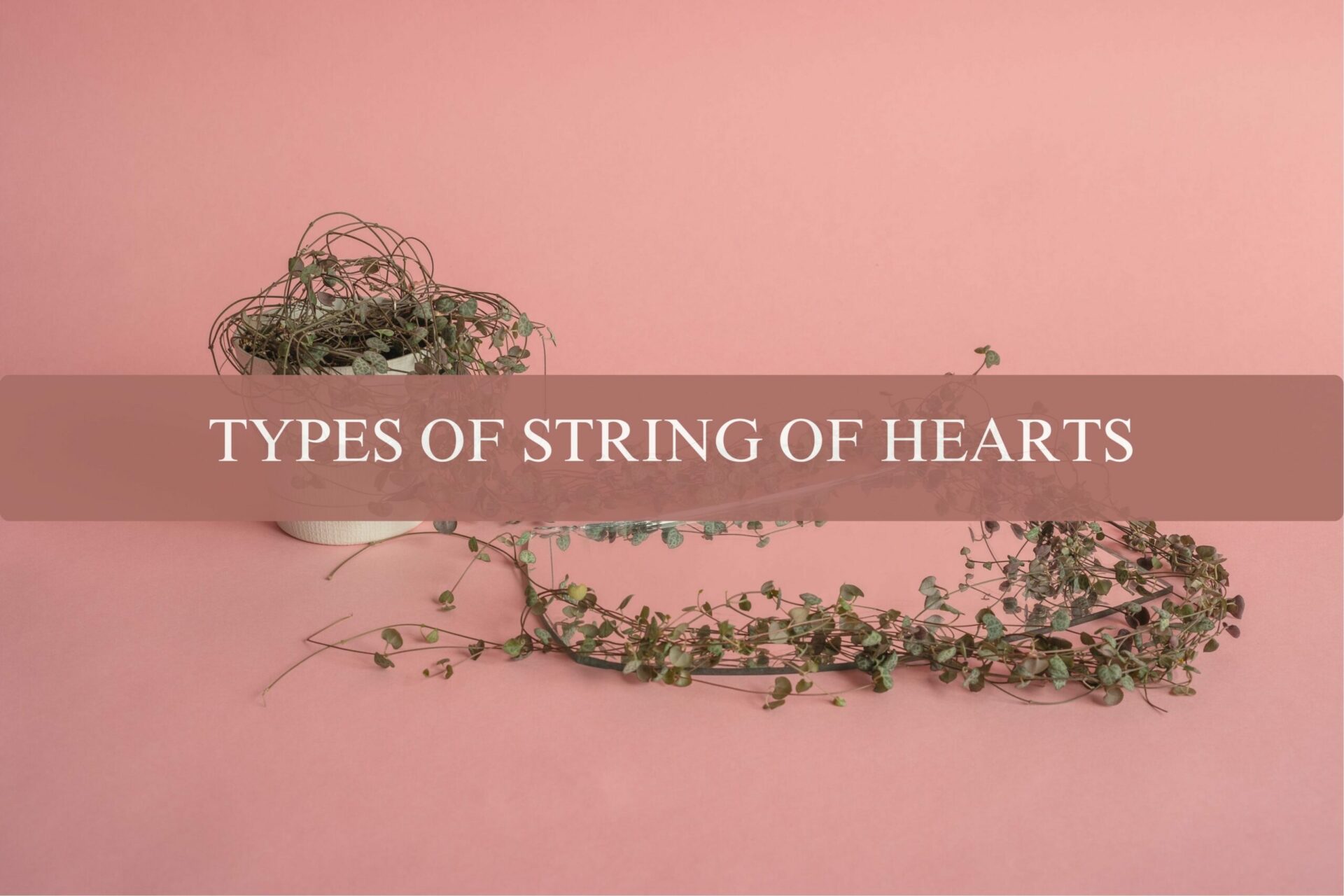 TYPES OF STRING OF HEARTS