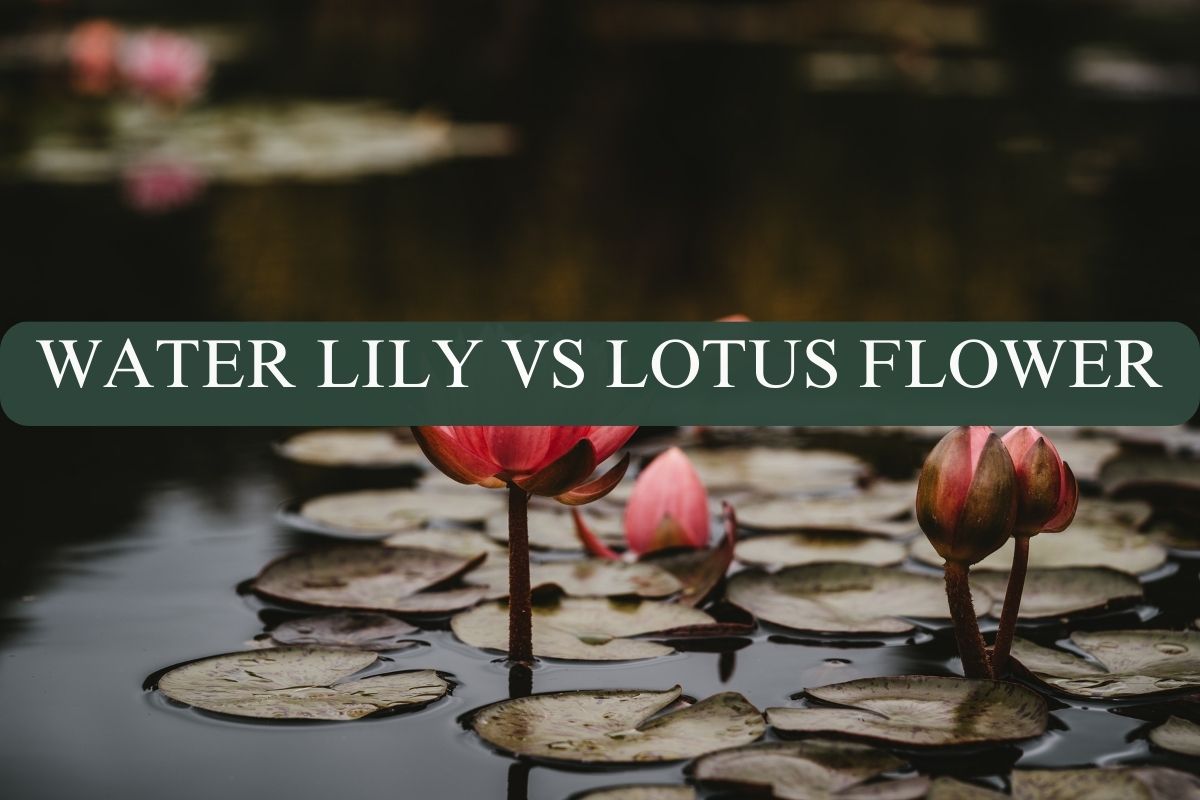 WATER LILY VS LOTUS FLOWER