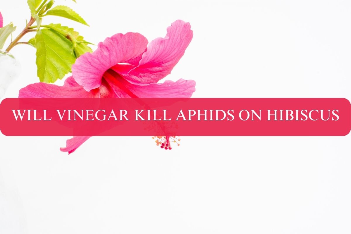 WILL VINEGAR KILL APHIDS ON HIBISCUS