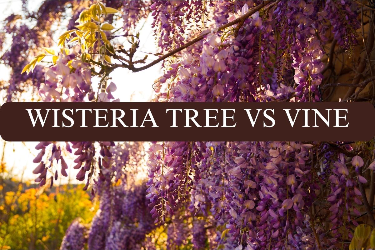WISTERIA TREE VS VINE