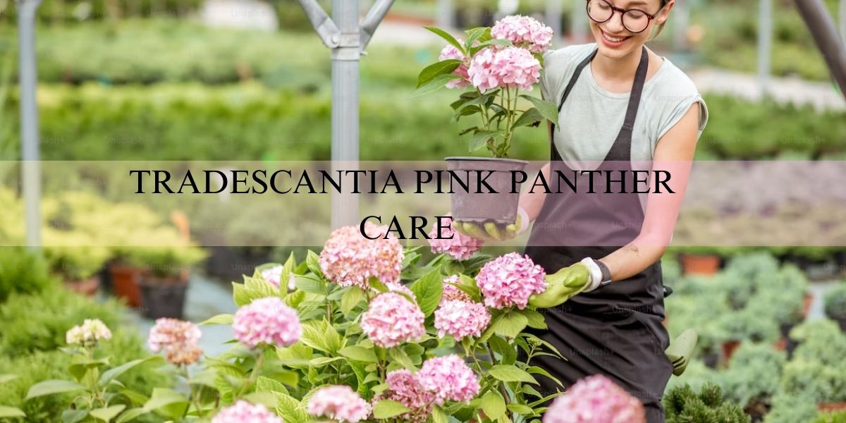tradescantia pink panther care
